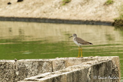 Petit chevalier - Lesser Yellowlegs