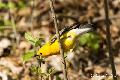 Paruline orange - Prothonotary Warbler