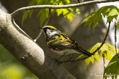Paruline  flancs marrons - Chesnut-sided Warbler