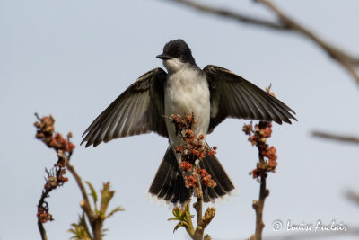 Tyran Tritri -Eastern Kingbird