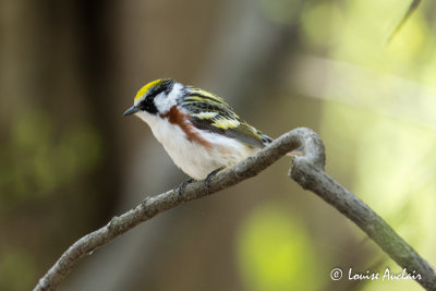 Paruline  flancs marrons - Chesnut- sided Warbler