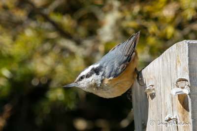 Sittelle  poitrine rousse -Red-breasted Nuthatch