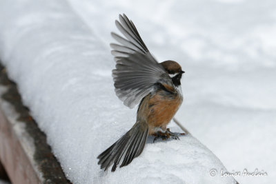 Msange  tte brune - Boreal Chickadee