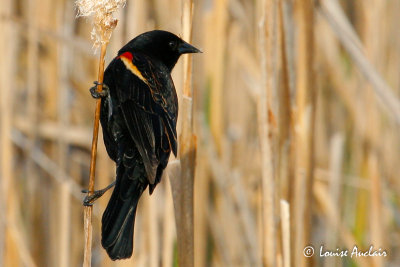 Carouge  paulettes. Red-winged blackbird