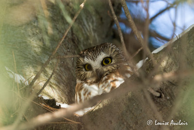 Petite Nyctale - Northern Saw-whet Owl