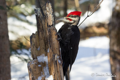 Grand pic - Pileated Woodpecker