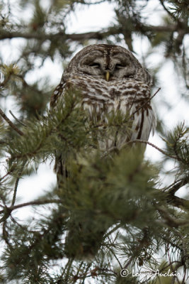 Chouette raye - Barred Owl