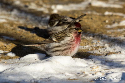 Sizerin flamm - Common Redpoll