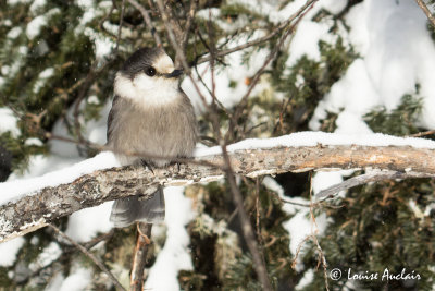 Msangeai du Canada - Gray Jay