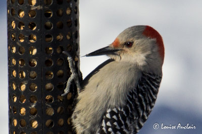 Pic  ventre roux femelle - Red-bellied Woodpecker