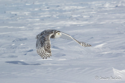 Harfang des neiges - Snowy Owl