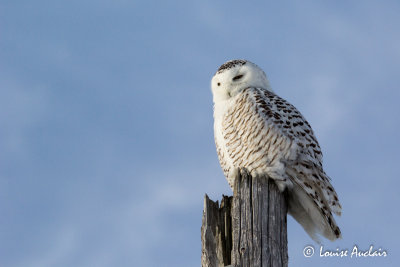 Harfang des neiges - Snowy Owl