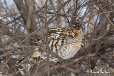 Glinotte huppe - Ruffed Grouse