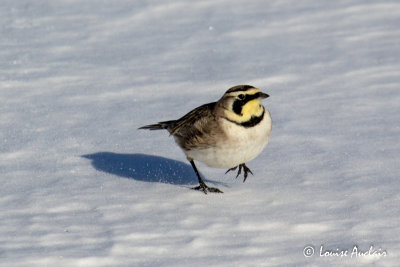 Alouette hausse-col - Horned Lark