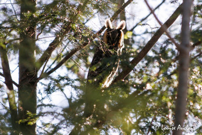 Hibou moyen-duc  Long-eared Owl