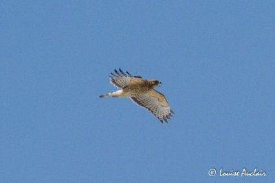 Buse  paulettes -Red-shouldered Hawk