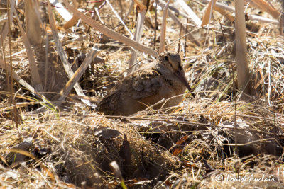 Bcasse d'Amrique - American Woodcock