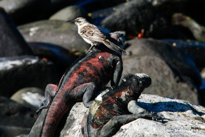 Iguane Marine et Moqueur Espagnola