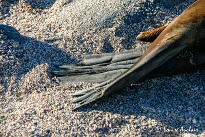 Otarie des Galapagos