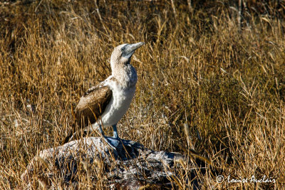 Fou aux pieds bleus - Blue-footed Booby