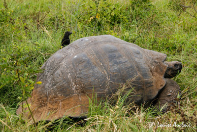 Anis  bec lisse et tortue