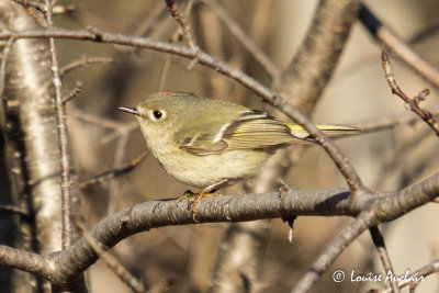 Roitelet  couronne rubis - Ruby-crowned Kinglet