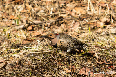 Pic Flamboyant - Northern Flicker