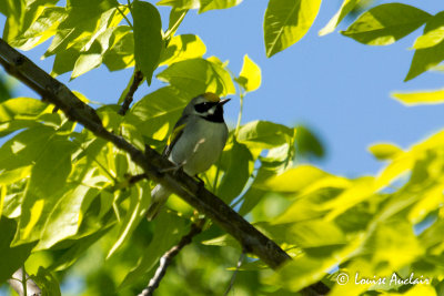 Paruline  ailes dores - Golden-winged Warbler