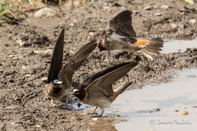 Hirondelle  front blanc - Cliff Swallow