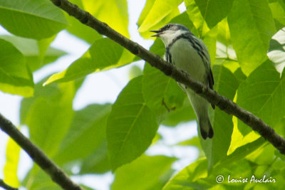 Paruline azure - Cerulean Warbler