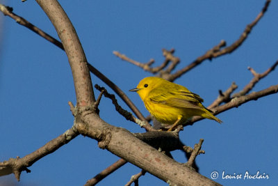 Paruline jaune- Yellow Warbler