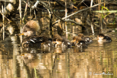 Harle couronn - Hooded Merganser