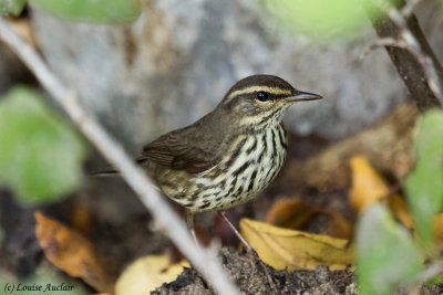 Paruline des Ruisseaux - Northern Watertrush