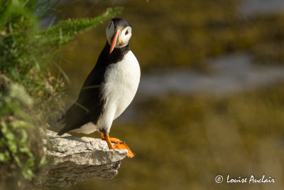 Macareux moine- Atlantic Puffin