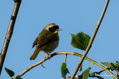 Paruline masque - Common Yellowthroat