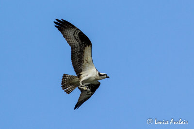 Balbuzard pcheur - Osprey