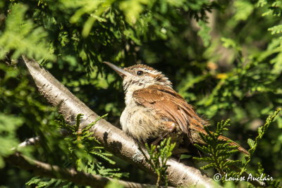 Troglodyte de Caroline - Carolina Wren