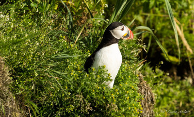 Macareux moine - Atlantic Puffin
