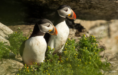 Macareux moine -  Atlantic Puffin