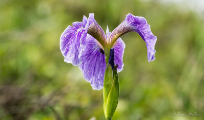 Iris  ptales aigus - Iris setosa
