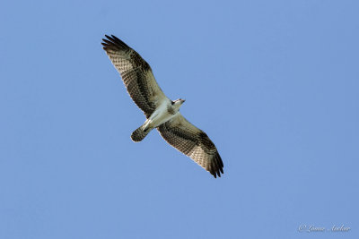 Balbuzard pcheur - Osprey