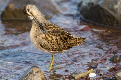 Bcassin roux -Short-billed Dowitcher