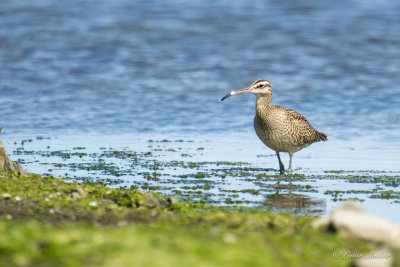 Courlis courlieu - Whimbrel