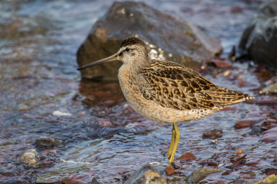 Bcassin roux - Short-billed Dowitcher