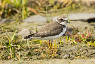 Pluvier semipalm - Semipalmed Plover 