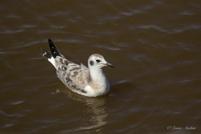 Mouette de Bonaparte - Bonaparte's Gull