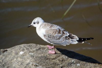 Mouette de Bonaparte - Bonaparte's Gull