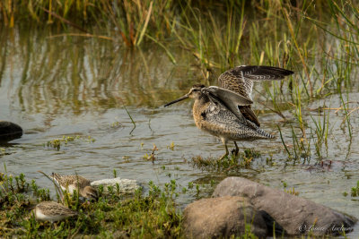 Bcassin roux - Short-billed Dowitcher