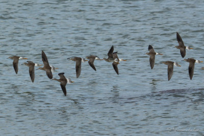 Petit Chevalier - Lesser Yellowlegs