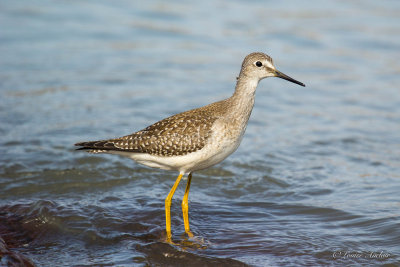 Petit chevalier - Lesser Yellowlegs